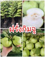 ฝรั่งกิมจู รสชาติหวานกรอบเนื้อฟู ต้นพันธุ์ตอนกิ่งสูง 40-50 ซม.แข็งแรงพร้อมปลูก 6 เดือนติดผล รับประกันพันธุ์แท้ 100%