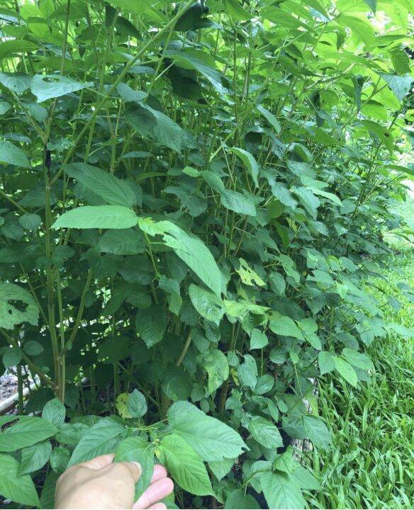 Saluyot (Jute) seeds Lazada PH