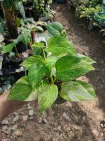 พลูด่าง Epipremnum aureum