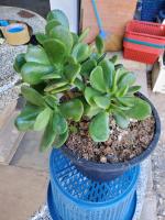 ต้นคลาสซูล่า ( Crassula Ovata หรือ Jade Plant ) ต้นไม้สวรรค์ หรือ ต้นใบเงินใหญ่
มีหลายขนาดให้เลือก