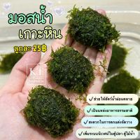 มอสน้ำเกาะหิน •Size S• หินธรรมชาติ มอสพันหิน Moss แต่งตู้ปลา/ตู้ไม้น้ำ