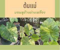 HOT❗❗❗ ไข่บอนหูช้างด่างเหลือง ราคาถูกที่สุดในตลาด รับประกันงอกทุกใบ เน่าเครมฟรี สายลุ้นห้ามพลาด❗❗