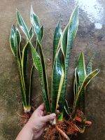 ิล้นมังกรขอบทอง ไม้ฟอกอากาศ ต้นอวบ ขอบชัด สูง 30-60cm.