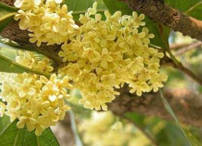 ต้นหอมหมื่นลี้🪴🌻ต้นสูง 50 - 60 ซม. ต้นพันธุ์ชำกิ่ง ไม้มงคลไม้หอมที่ควรปลูกไว้ในบ้าน ดอกสีเหลืองกลิ่นหอม ต้นสวยพร้อมปลูก