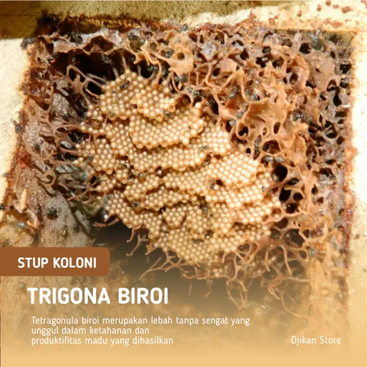 BIBIT LEBAH KLANCENG BIROI / KELULUT BIROI / TRIGONA BIROI / TETRAGONULA BIROI | Lazada Indonesia