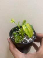 เสน่ห์จันทร์ บุษราคัมด่าง ตรงปกเลือกต้นได้ Homalomena Rubbescens var