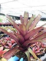 Bill ม่วง อมแดง สวยงามมาก # สับปะรดสี#bromeliad# ต้นไม้สวยงาม# ไม้ประดับ# ตกแต่งสวน# ปลูกตกแต่งบ้าน# ไม้มงคล# ขายราคาถูก# ถอดรากส่งนะคะ