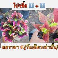 โปร 1️⃣ แถม 1️⃣ ฟรี ?ฤาษีผสม เป็นไม้พุ่มอายุประมาณ 2 ปีต้นลำต้นและกิ่งก้านเป็นเหลี่ยมทุกส่วนอวบน้ำ ใบเดี่ยวออกตรงข้ามกันเป็นรูปไข่-รูปรี มีสี ลวดลาย แตกต่างกันมากว่า100 สี จัดส่งทั้งกระถาง3 นิ้ว รากเดินดี