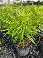 ต้นแมงมุม chlorophytum comosum