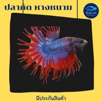 ปลากัด หางหนาม CT Crowntail มีหลายสี คละสีส่ง มีประกันสินค้า