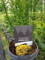 Cephalotaxus Harringtonia Korean Gold นำเข้าจากฮอลแลนด์