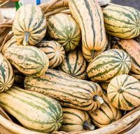 เมล็ดพันธุ์ฟักทองน้ำผึ้ง ฮันนี่ โบท เดลิคาต้า สควอช(Honey Boat Delicata Squash Seed)บรรจุ 12 เมล็ด ของแท้ คุณภาพดี ราคาถูก นำเข้าจากต่างประเทศ