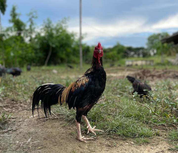 ไข่เชื้อไก่-ป่าก๋อย-เสื้อพม่า