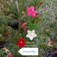 ดาวนายร้อย Cypress vine หรือต้น คอนสวรรค์ ไม้ดอก กินได้ ต้นดาวนายร้อย ต้นจริงในกระถาง8นิ้ว สวนลุงแท็ค