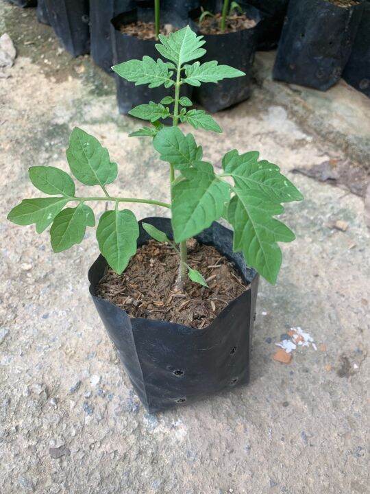 anak pokok tomato ceri (cherries tomato) | Lazada