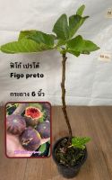 ต้นมะเดื่อฝรั่ง สายพันธุ์ ฟิโก้ เปรโต้ กระถาง6นิ้ว / figo preto fig tree 6”potted