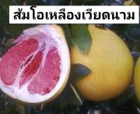 ต้นส้มโอเหลืองเวียดนาม สูง 60-80ซม จัดส่งพร้อมถุงชำ3นิ้ว