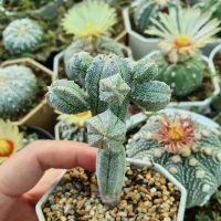 Astrophytum myriostigma cv. Huboki  ต้นจิ๋วมาก(พิจารณาก่อนรับ)