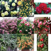 เมล็ดพันธุ์ ผลกุหลาบเลื้อย ญี่ปุ่น คละสี ( Japanese rose, assorted colors Seed ) บรรจุ 20 เมล็ด กินได้ รสชาดหวาน