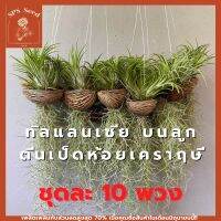 ทิลแลนเซีย บนลูกตีนเป็ดห้อย เคราฤาษี  ชุดละ 10 พวง พร้อมแขวน