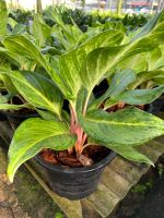 ต้นเหลืองมหามงคล อโกลนีมา Aglaonema sp. ‘Lueangmahamongkhon’