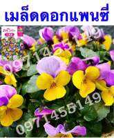 เมล็ดดอกแพนซี่/ไวโอล่า/ดอกหน้าแมว 50 เมล็ด Pansy(Viola) เมล็ดนำเข้า