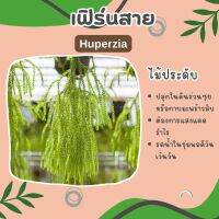 เฟิร์นสาย Huperzia