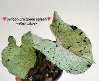 ❣️syngonium green splash❣️
~กรีนสแปลช~ เลือกต้นได้ค่ะ