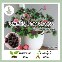 ((พร้อมส่ง))หัวผีเสื้อราตรีไอรอนครอส Oxalis Iron Cross นำเข้าจากต่างประเทศ