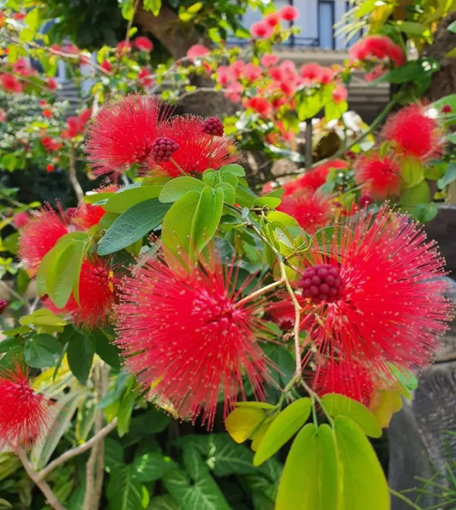 tanaman hias hidup kaliandra lusiana bunga merah tanaman bunga vegetasi lebah madu trigona klanceng | Lazada Indonesia