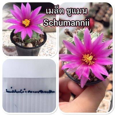 เมล็ด กระบองเพชร แคคตัส แมมมิลลาเลีย ชูแมนนิไอ Mammillaria Schumannii