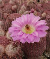 หน่อเด็ดสดเรนโบว์ Echinocereus Rigidissimus