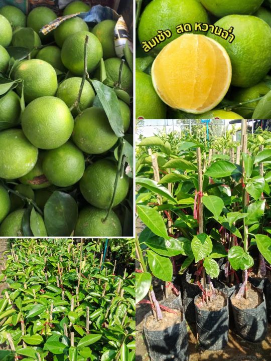 ต้นส้มเช้งแบบเสียบยอดขนาด 70 - 75 cm ต้นส้มเช้ง เรียกสั้นๆว่า ส้มเช้ง ผลไม้เก่าโบราณไทย เกษตรกรลดพื้นที่ปลูกหากินยากสุดๆ เนื้อและน้ำส้มรวมถึงเปลือกมีกลิ่นหอมชวนกิน เป็นผลไม้มงคลของคนไทยและจีน.