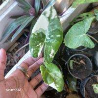 ต้นไม้แต่งสวน❤️ ไม้หน่อกระถาง 4 นิ้ว ? ต้นบอนกระดาด (ด่างยัก) หรือ Alocasia Macrorrhizos Variegated เป็นไม้ตระกูลบอน และจัดเป็นพืชล้มลุกที่มีความสูง โดยการประมาณการความสูงเฉลี่ยอาจถึง 2.5 เมตร ขึ้นอยู่กับสายพันธุ์ ขยายพันธุ์ด้วยเหง้า หรือหัวที่อยู่ใต้ดิน