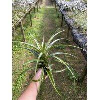 ??Tillandsia Flexuosa .