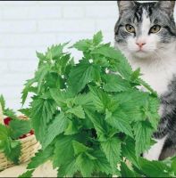 เมล็ดพันธุ์ แคทนิป (Catnip Seed) บรรจุ 300 เมล็ด