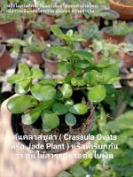 ต้นคลาสซูล่า ( Crassula Ovata หรือ Jade Plant ),ต้นไม้สวรรค์,ต้นใบเงินกระถาง4"