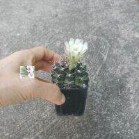 ต้นกระบองเพชรแอสโตร กระบองเพชรไร้หนาม กระบองเพชรมันสมอง Astrophytum กระถาง 2.5" มีสองสีให้เลือก ดอกสีขาวโอรสและสคเหลือง พันธุ์ตระกูลเอสโตรไฟนัมมีหลากหลายสายพันธุ์ ต้นนี้มีลายจุดรอบ ๆ ต้น