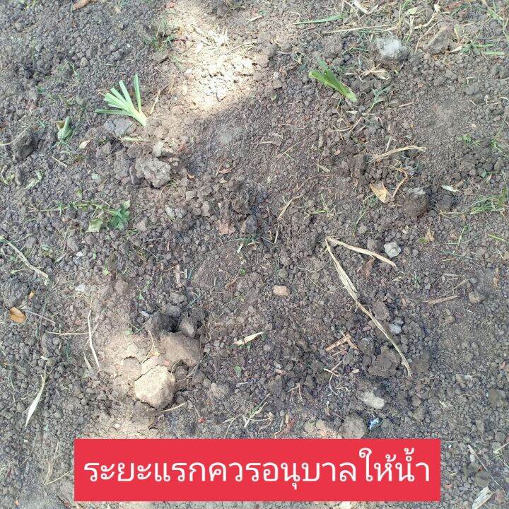 1-000-ท่อนพันธุ์หญ้าหวานอิสราเอล-บดเลี้ยงไก่-เลี้ยงปลา-เลี้ยงกระต่าย-หนู-เต่า-แกะ-แพะ-วัว-ควาย-ม้า-ลา-ช้าง