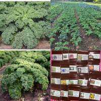 เมล็ดพันธุ์ ผักเคล (Kale Seed) หรือ ผักคะน้าใบหยัก บรรจุ 100 เมล็ด เคล เขียว