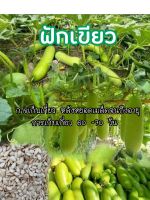 เมล็ดพันธุ์ฟักเขียว อายุเก็บเกี่ยว 60-70 วัน (50เมล็ด)