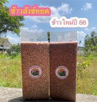 ข้าวสังข์หยด ปลอดสารพิษ จ.พัทลุง ข้าวปลูกเอง ขนาด 1 กิโลกรัม (ข้าวเกี่ยว ก.พ.66)