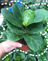 size S minimal style - ต้นไทรใบสักแคระ (สูงประมาณ 20 ซม. ต้นเล็กจิ๋วแต่ใบใหญ่มาก) ☘️ Fiddle Fig ☘️ Ficus Lyrata ☘️ จัดส่งพร้อมกระถาง 4 นิ้ว