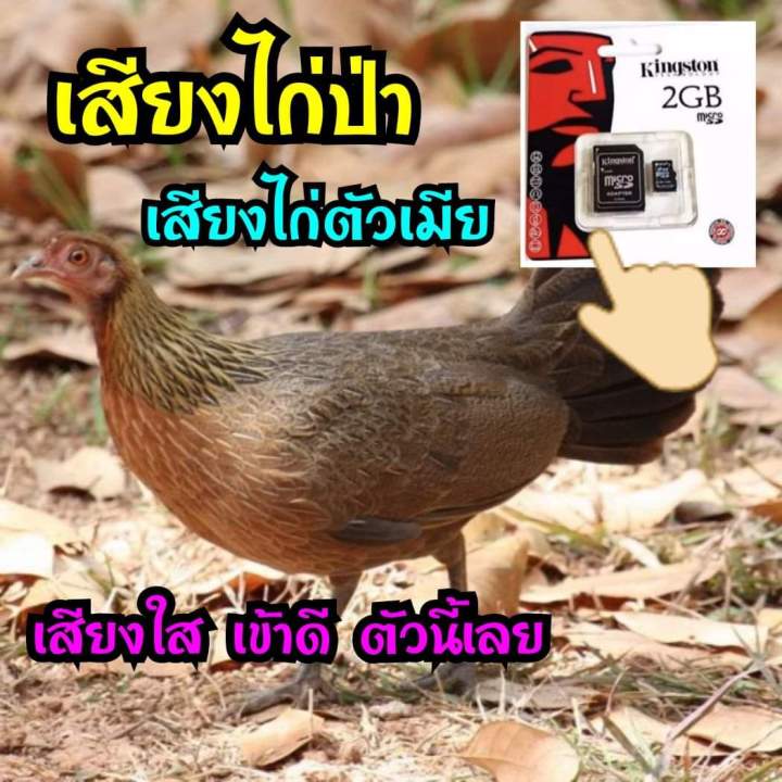 เสียงไก่ป่าตัวเมีย-เสียงใสเข้าดี-มีบริการเก็บเงินปลายทาง