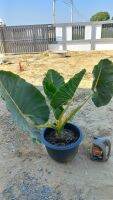 Alocasia เพชรเจ็ดสี ใบกลม