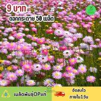 9 บาท ถูกที่สุด เมล็ดพันธุ์ดอกกระดาษคละสี