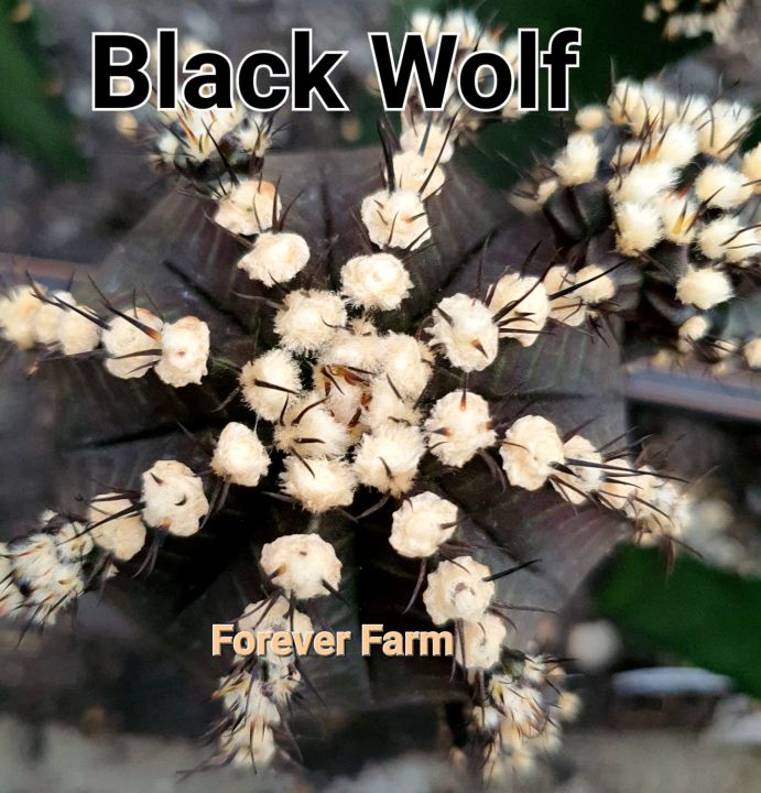 หน่อเด็ดสด แคคตัส Black wolf ยิมโนด่างสวย โคลนใหม่จากที่สวนบรีดเอง