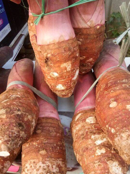 1KG TALAS BOGOR KUALITAS SUPER Lazada Indonesia