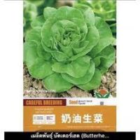 เมล็ดพันธุ์ บัตเตอร์เฮด (Butterhead Seed) บรรจุ 4000 เมล็ด