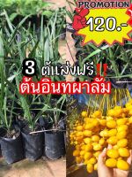 ต้นอินทผลัม